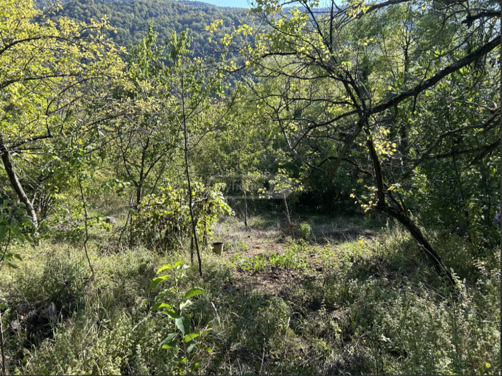 იყიდება სასოფლო-სამეურნეო მიწის ნაკვეთი ცაგერში